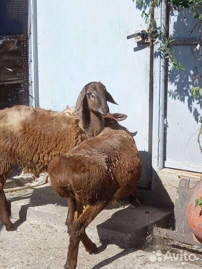 Продаю барана