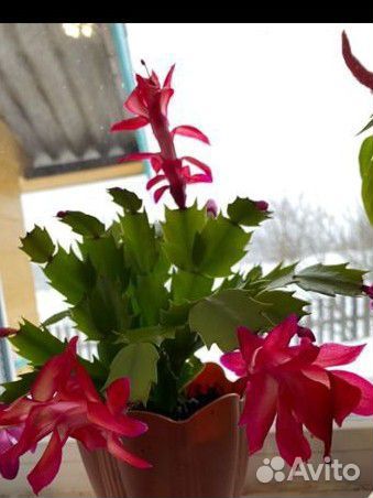 Декабристы