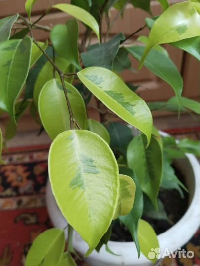 Фикус Бенджамина