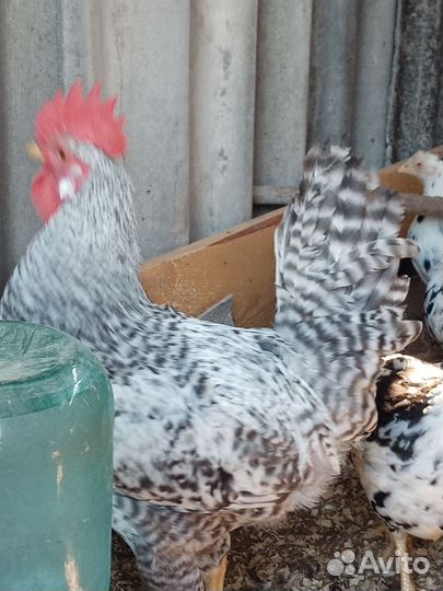 Семьи породных кур