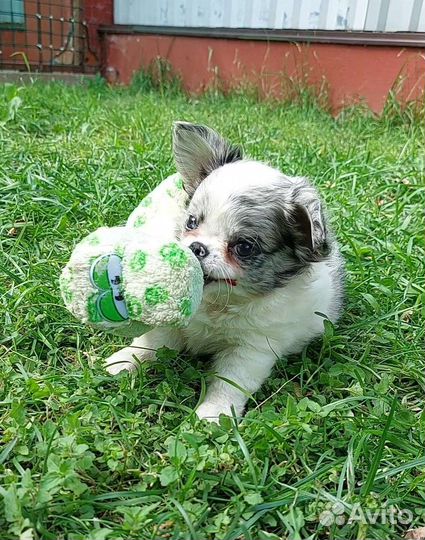 Чихуахуа мальчики длинношерстные