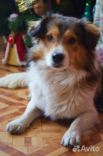 Маленький песель Бинго ищет дом