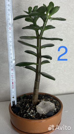 Крассула толстянка, Ред хорн, Овата, Сансет