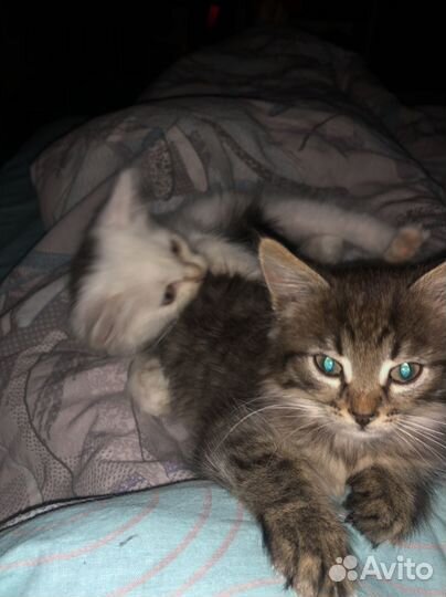 Котята в добрые руки мальчики 1,5 месяца