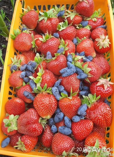 Саженцы настоящей Купчихи и не только