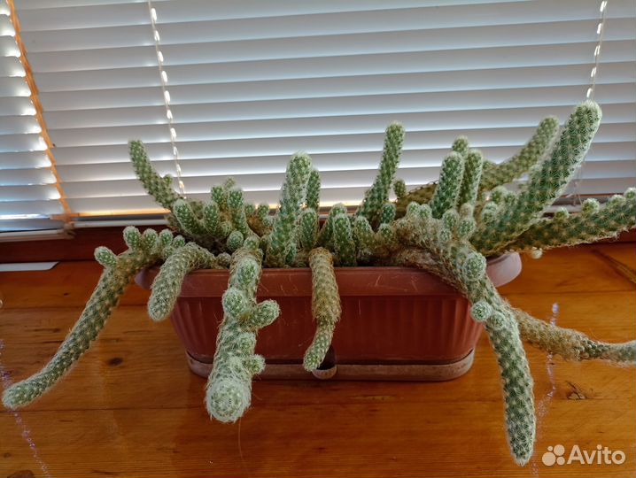 Хамецереус (Chamaecereus) Хамецереус Сильвестри