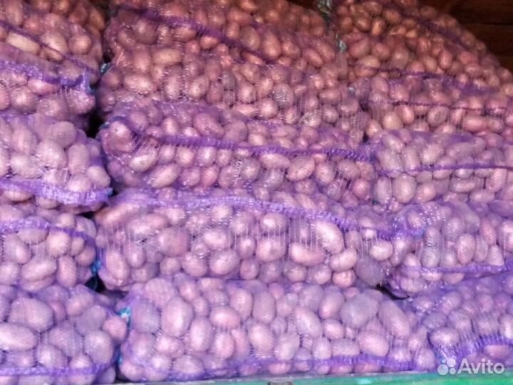 Продам картофель