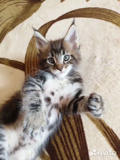 Котята мейн-кун