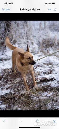 Найде ищем Дом