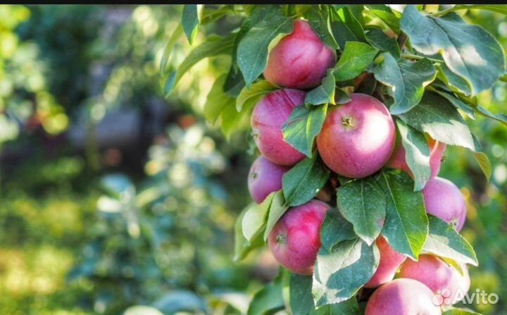 Саженцы плодовых деревьев