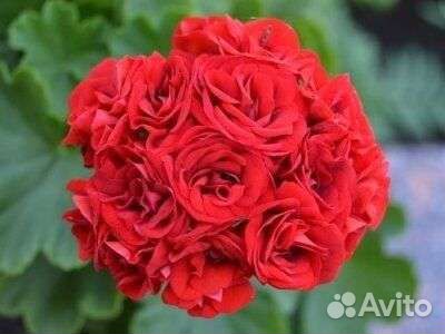 Пеларгония герань розебудная цветущая