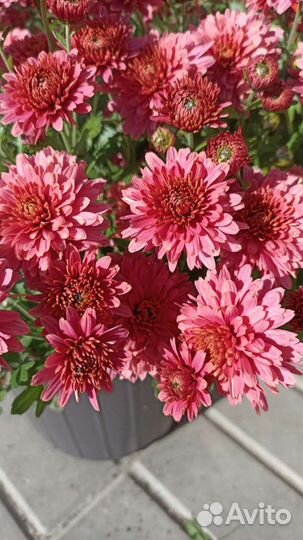 Хризантема мул тифлора и корейская