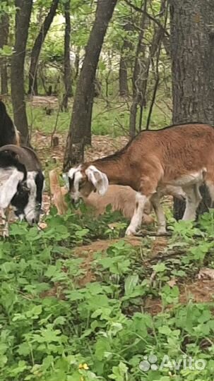 Козье молоко