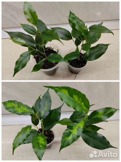 Фикусы сортовые