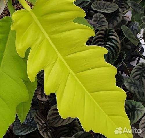 Филодендрон Golden Crocodile