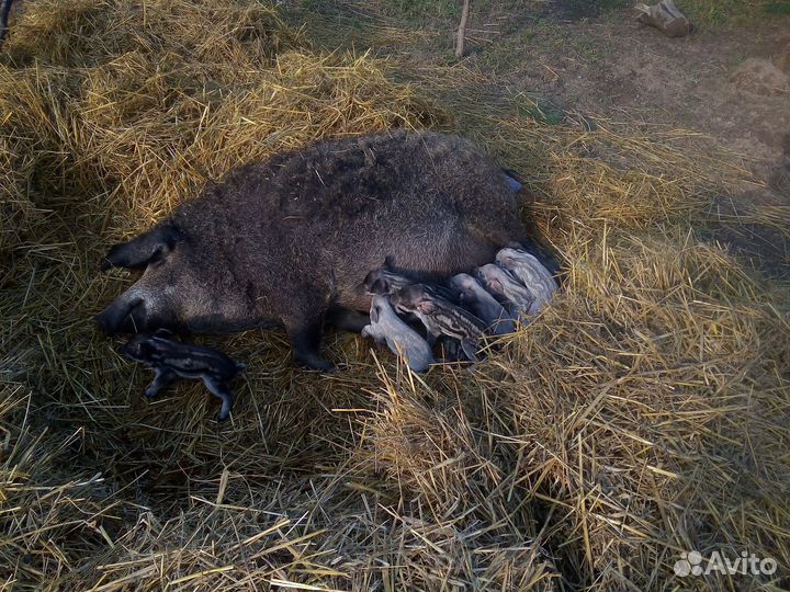 Поросята венгерской мангалицы