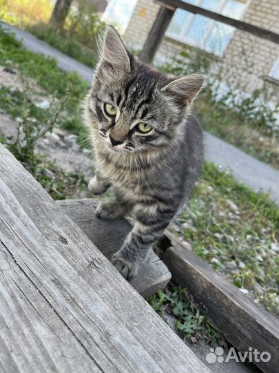 Кошка котята