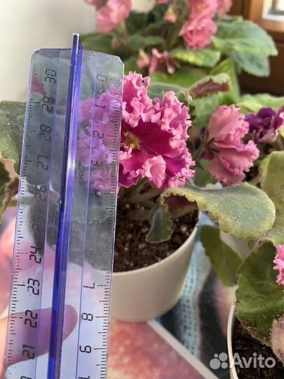 Фиалки сенполии сортовые цветущие