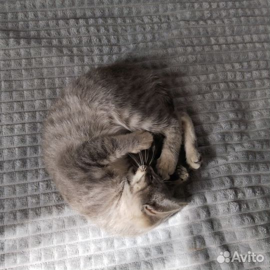 Кошка в дар бесплатно
