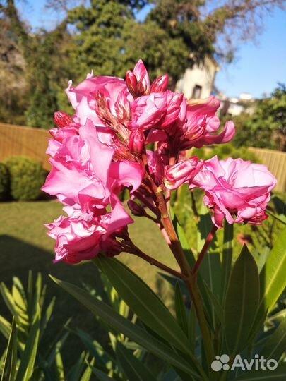 Олеандр махровый