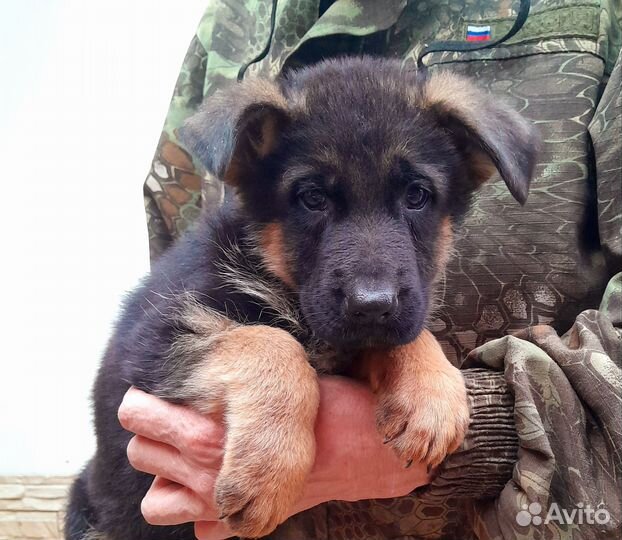 Щенки немецкой овчарки яркого чепрачного окраса