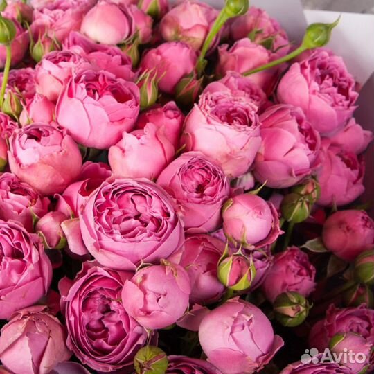 Пионовидные розы Кустовые розы