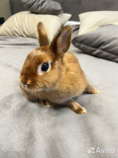 Карликовый кролик (Сатиновый) с клеткой
