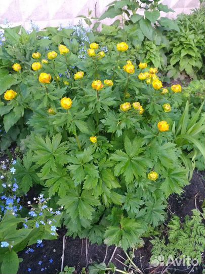 Купальница желтая, оранжевая цветы