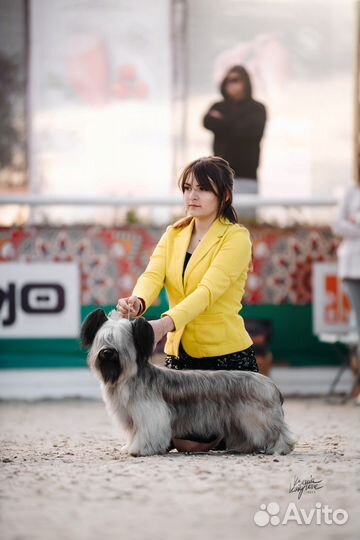 Хэндлер, грумер