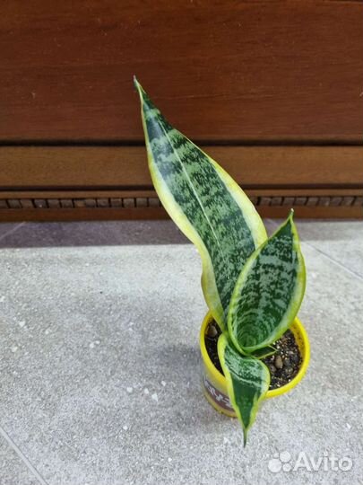 Сансевиерия сортовая