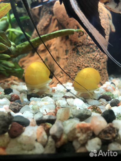 Желтые ампулярии