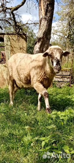 Бараны на племя