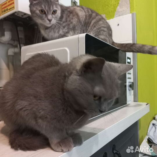 Британская короткошерстная кошка