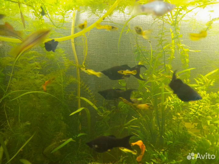 Аквариумные рыбки гуппи