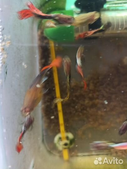 Обогреватель и градусник для аквариума