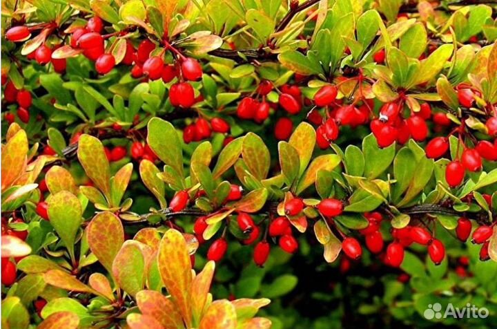 Кустарник декоративный Барбарис Тунберга