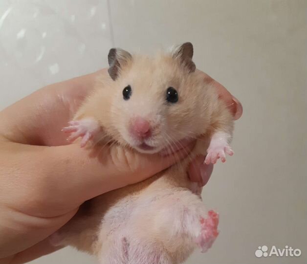 Сирийские хомяки