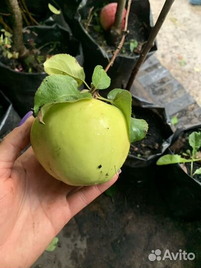 Саженцы плодовых культур на весну 2024