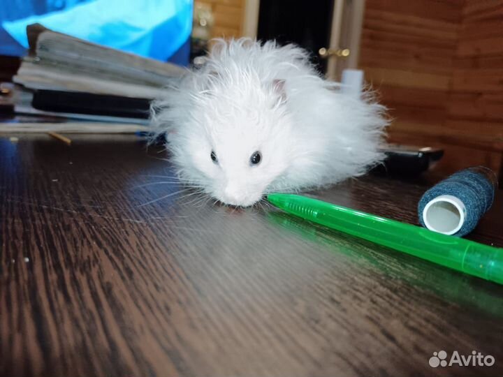 Сирийский хомяк