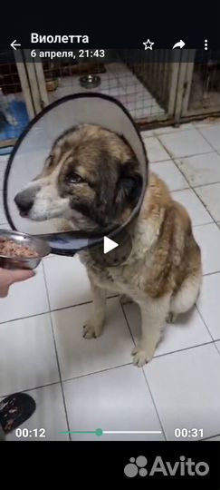 Крупная собака в добрые руки
