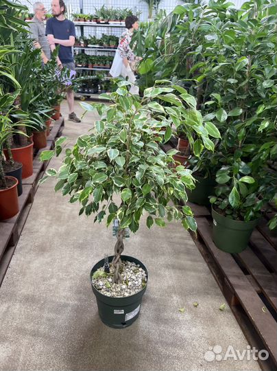 Фикус бенджамина