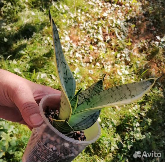 Сансевиерии сортовые