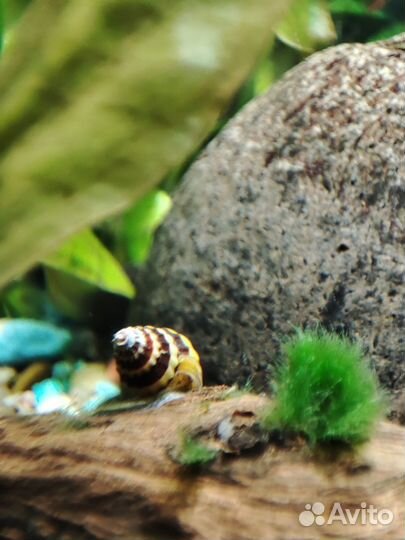 Хелена улитка