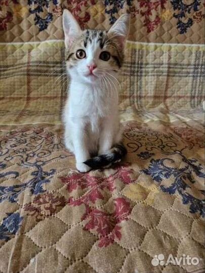 Кошки в добрые руки