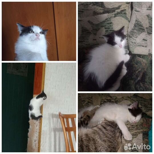 Кошка в дар бесплатно