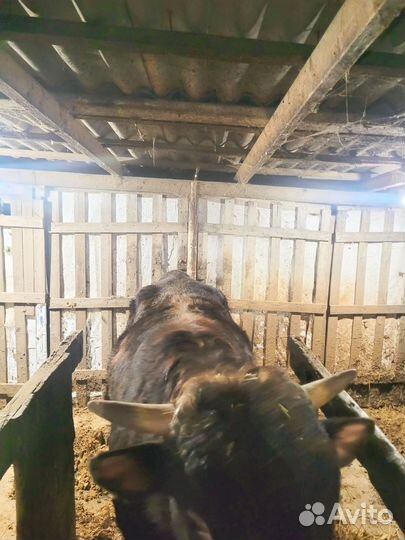 Быки на мясо