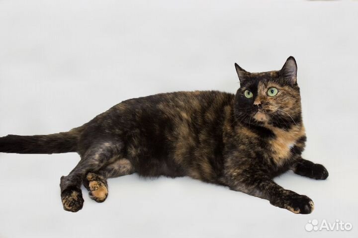 Чудо-женщина Петюня