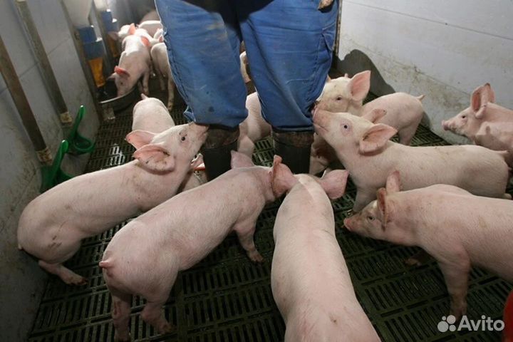 Разнорабочий по уходу за животными (вахта)