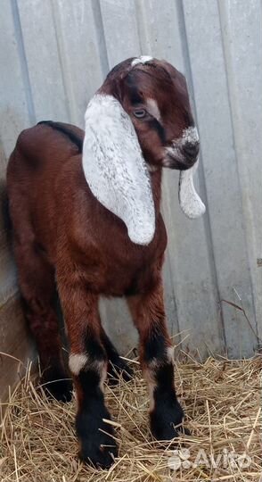 Козлята гулаби/ нубийские