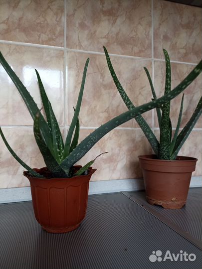 Комнатные цветы алоэ вера